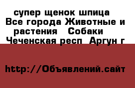 супер щенок шпица - Все города Животные и растения » Собаки   . Чеченская респ.,Аргун г.